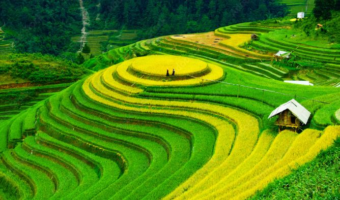 Sapa-terraces-rice-paddies-fields-vietnam-1